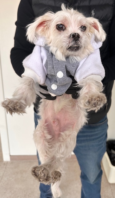 종료(반환) 말티즈…